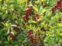Саженцы. Вишня «Багряная»