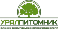 Саженцы Ореха маньчжурского, 50 см