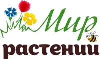 Саженцы черешни Зорька