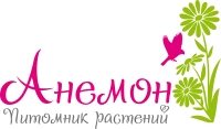 Саженцы сливы "Белая Медовая"