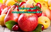 Саженцы жимолости Лакомка