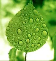 Саженцы Айвы японской Chaenomeles japonica