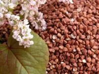 Семена гречихи Девятка, Диалог, Темп, Дружина, Дикуль