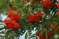 Рябина обыкновенная Sorbus aucuparia
