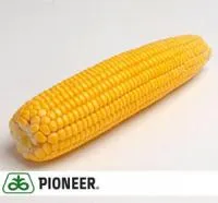 Гибриды кукурузы ПИОНЕР (PIONEER)