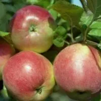 Яблоня Веньяминовское (зимняя) Стандарт С5