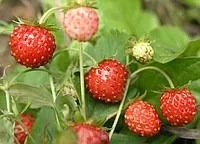 Семена земляники