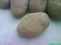 Картофель розовый