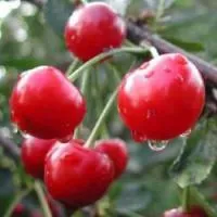 Саженцы вишни Ашинская