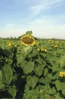 Семена подсолнечника Ксения