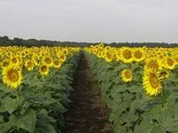 Бузулук. Семена подсолнечника