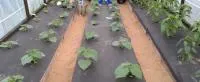 Мульчирующая пленка
