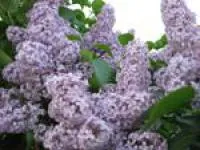 Саженцы Сирени обыкновенной Голубая