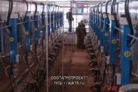 Система подмыва вымени коровы