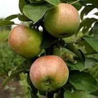 Яблоня колоновидная Малиновое ожерелье