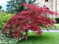 Клен белый Atropurpureum 120-140 Ра С20