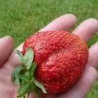 Земляника королева Елизавета