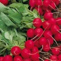 Семена редиса Селеста