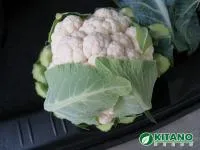 Капуста цветная МИСОРА F1 (2500 семян) Kitano Seeds