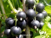 Саженцы смородины черной Гулливер
