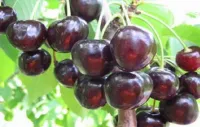 Саженцы черешни Ленинградская черная