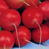 Редис ранний красный Россия. 50 г. Семена.
