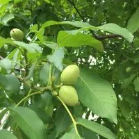 Грецкий орех мамонт