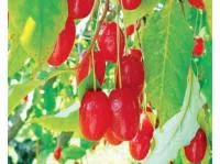 Гумми Лох многоцветковый сорт Кунашир