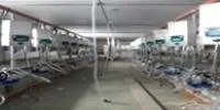 Установки доильные для беспривязного содержания КРС