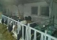 Клетка индивидуальная для телят 1220х1200х850 мм (черный металл)