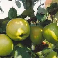 Яблоня карликовая Братчуд