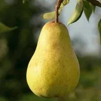 Груша Сказочная