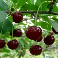 Вишня Ашинская