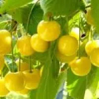 Саженцы черешни Малыш
