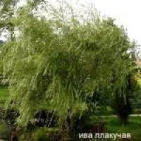 Саженцы ивы плакучей, в контейнере
