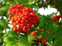 Саженцы рябины Солнечная, ЗКС (в контейнерах)