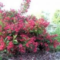 Саженцы вейгелы цветущей Нана вариегата (nana variegata), в контейнере