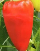 Фишт F1 перец (1 гр.)