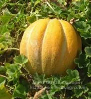 Эфиопка (дыня) 0,5 кг