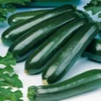 Сальвадор F1 (кабачек) 100 гр.