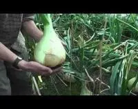 Эксибишен (Лук репчатый желтый) 10000 с.
