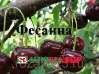 Черевишня Фесанна
