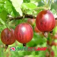 Крыжовник Ласковый