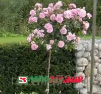 Штамбовая роза Боника (BONICA)