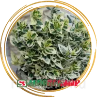 Бересклет Форчуна Emerald Gaiety