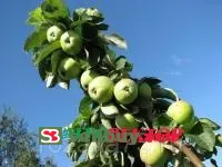 Яблоня Президент (колоновидная)