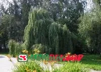 Ива плакучая (зеленая)