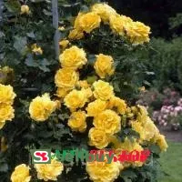 Роза Казино плетистая
