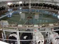 Доильный зал Карусель