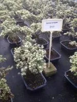Serissa variegata
